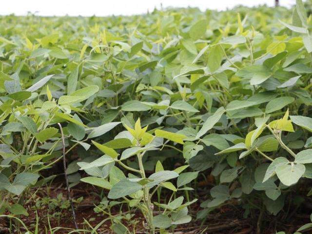 MS tem quatro focos de ferrugem asi&aacute;tica e pesquisador alerta produtores