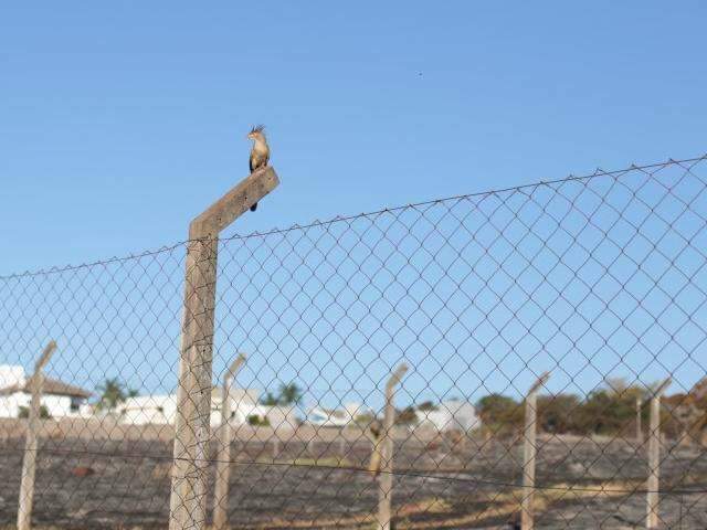 Para fugir das queimadas urbanas, animais invadem casas e com&eacute;rcios