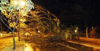 Uma das árvores derrubadas pelo temporal de terça-feira à noite. (Foto: Ivinotícias)