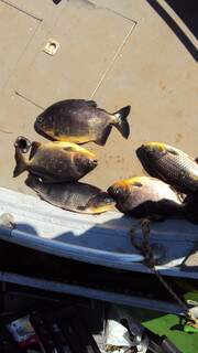 Peixes foram pescados na tarde de terça-feira (Foto: divulgação)