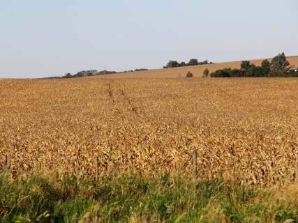 Área destinada ao milho deve crescer 75% em MS na próxima safra