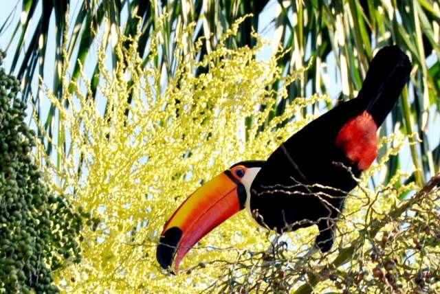 H&aacute; 2 d&eacute;cadas, resid&ecirc;ncia de Carmen e Albino &eacute; moradia para aves da cidade