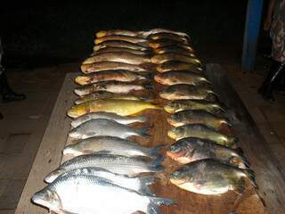 Peixes tinham tamanhos inferiores ao permitido pela legislação. (Foto: Divulgação)