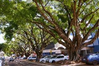 Avenida Mato Grosso tem algumas das 43 árvores mais antigas da cidade. (Foto: Henrique Kawaminami)