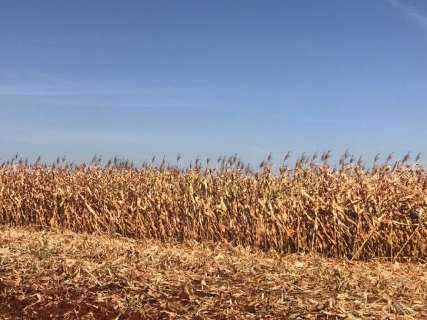 Colheita do milho avança e chega aos 50% em municípios do norte 