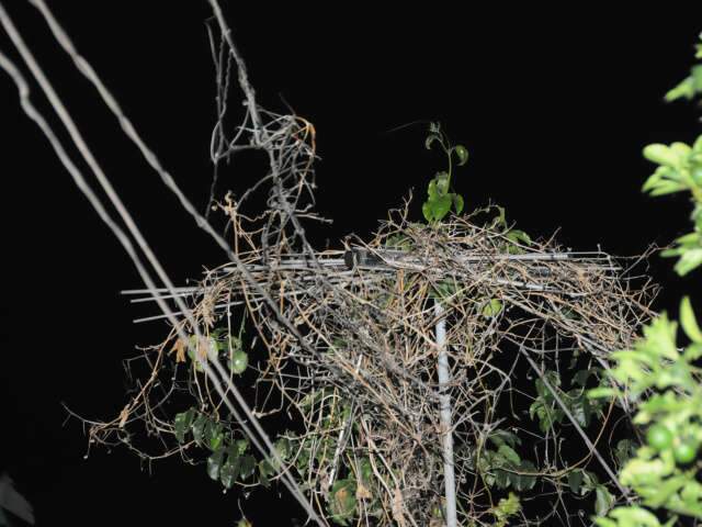  &Aacute;rvore enrosca em fia&ccedil;&atilde;o e causa curto circuito em casa no Taveir&oacute;polis