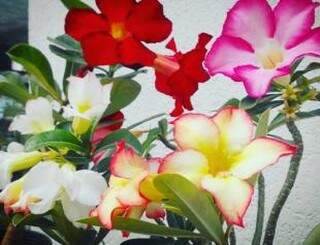 Festival de Rosas do Deserto terá dezenas de cores a partir de R$ 15,00