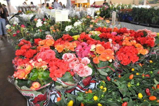  Pesquisa revela que pre&ccedil;o de flores tem varia&ccedil;&atilde;o de at&eacute; 150%, em Dourados
