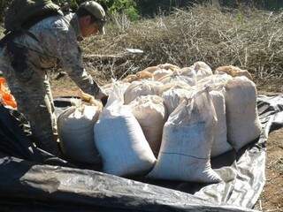 Agente da Senad recolhe fardos de maconha encontrados em acampamento (Foto: Divulgação/Senad)