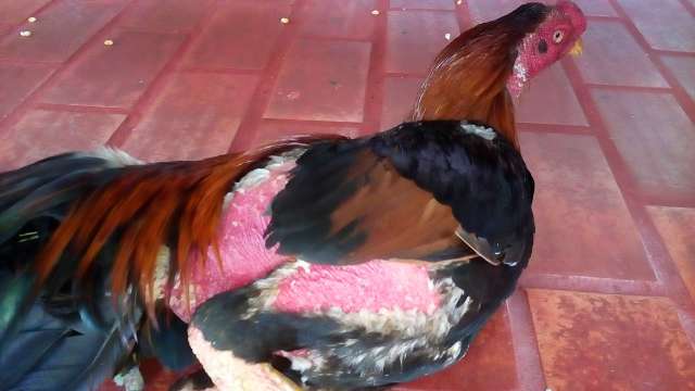 Pol&iacute;cia encontra galos mutilados e com v&aacute;rios ferimentos em rinha do interior