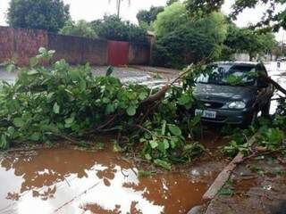 Árvore caída em cima de veículo na Vila Margarida em Maracaju (Foto: Direto das Ruas/ Tudo de MS)