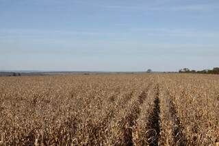 Lavouras de milho renderam 8,2 milhões de toneladas em 2014, mas para esse ano estão previstas 7,57 milhões de toneladas (Foto: Arquivo/Cleber Gellio)