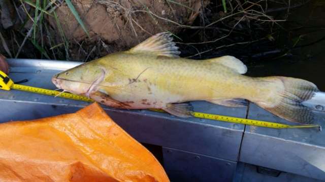 Pol&iacute;cia prende turista mineiro que capturou peixe menor que o permitido
