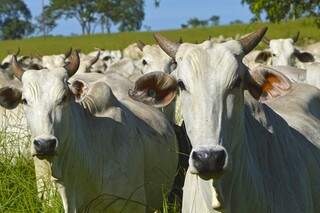 Estado é o segundo que mais abate cabeças de gado. (Foto: Divulgação)
