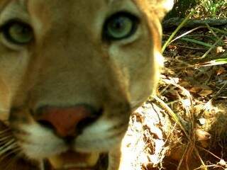 Suçuarana faz uma bela &quot;selfie&quot; ao se aproximar de armadilha fotográfica no Pantanal da Nhecolândia. &quot;Perto demais pros meus olhos verdes?&quot; (Foto: Divulgação/Ipe)