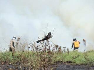Pássaro assiste à devastação da vegetação pelo fogo. (Foto: Henrique Kawaminami)