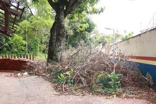 Galhos acumulados após poda de árvores estão acumulados em vários pontos do parque (Foto:  Henrique Kawaminami)