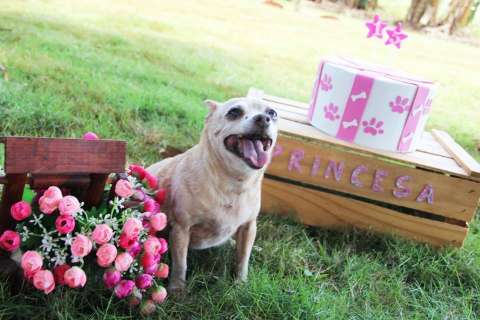 Debutante, cadela ganha bolo e foto em homenagem aos 15 anos de cãopanheirismo