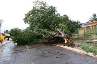 Uma das árvores que caiu foi uma sibipiruna foi no bairro Miguel Couto. (Foto: Marcelo Victor) 