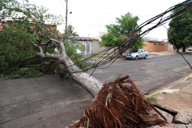     H&aacute; 18 horas &aacute;rvore derrubada por vendaval  fecha rua e entrada de garagem