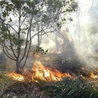 Área queimada totalizou 1 hectare e assentado foi multado (Foto: Divulgação PMA)