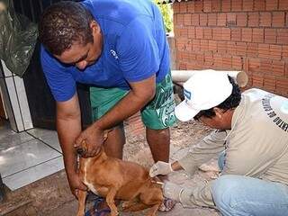 Cão é vacinado durante campanha contra raiva na cidade. (Foto: Anderson Gallo/Diário Corumbaense)