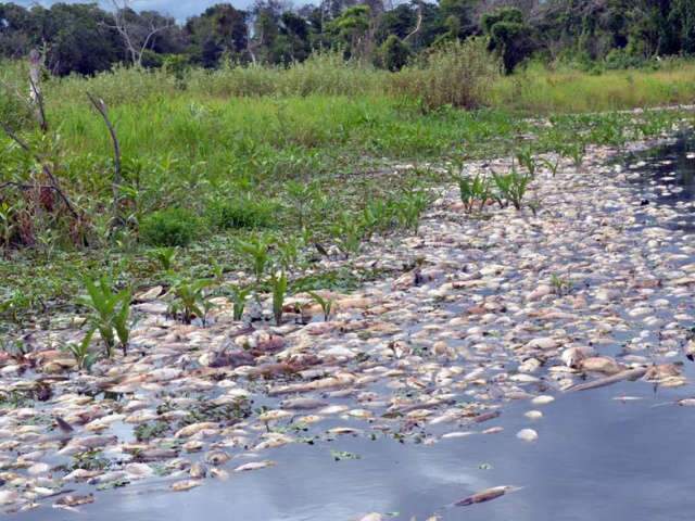  Cheia no Pantanal provoca morte de peixes e PMA fala em preju&iacute;zo incalcul&aacute;vel