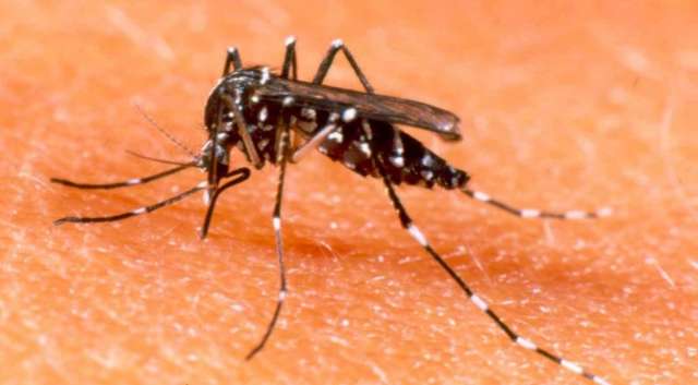 MS n&atilde;o recebe comunicado sobre febre amarela, mas mant&eacute;m vigil&acirc;ncia alerta