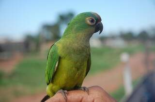O papagaio por interagir e imitar a fala humana é a espécie mais procurada no Estado pelos traficantes. (Foto: Marcos Ermínio) 