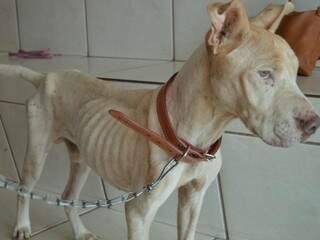 Bolt após ser resgatado de casa onde vizinhos afiram que o cão sofria maus tratos (Foto: Silas Lima)