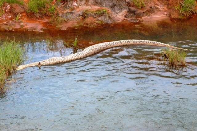 Sucuri de tr&ecirc;s metros &eacute; encontrada morta em c&oacute;rrego de Ivinhema