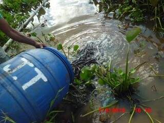 As iscas foram soltas no Pantanal (Foto: PMA)