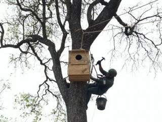 Pesquisador instalando um dos ninhos em uma árvore. (Foto: Divulgação) 