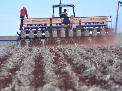 Chuva de outubro ainda é insuficiente para lavouras de soja, diz Embrapa