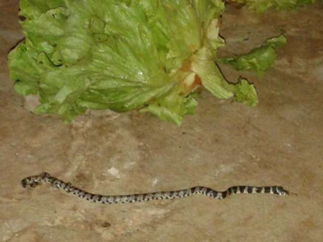 Professor encontra cobra em alface na hora do jantar 