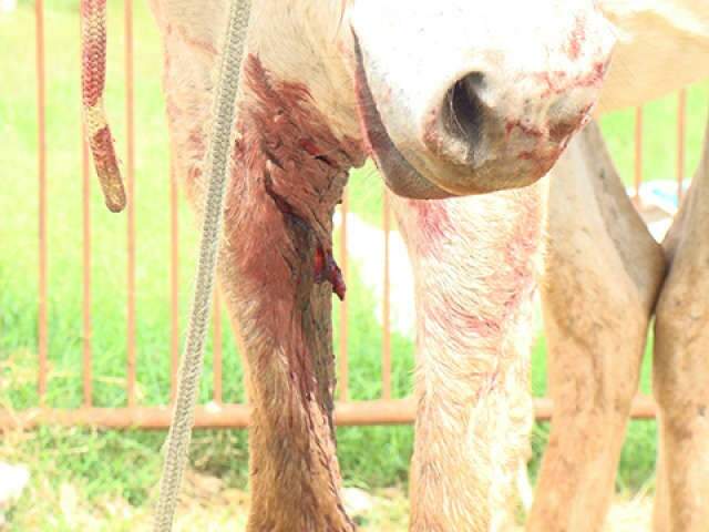  C&atilde;es pitbuls s&atilde;o mortos depois de atacarem idoso e cavalo em Corumb&aacute;