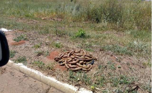 Mais de 20 quilos de lingui&ccedil;a podre s&atilde;o encontrados perto aeroporto