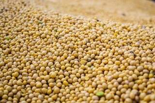 Exportadores sul-mato-grossenses de grãos, como soja se beneficiam com alta do dólar (Foto: Marcos Ermínio)