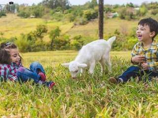As crianças se divertem com o filhote de cabra (Foto: Sítio Harmonia)