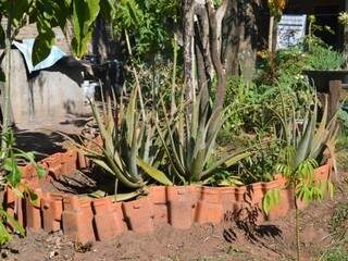 A dona de casa fez um canteiro usando telhas para proteger as plantas (Foto: Simão Nogueira)