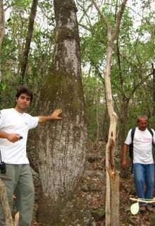 Árvore barriguda, ou paineira-branca um caule espécie de Paineira do género Ceiba. (Foto: Fazenda Porto Conceição)