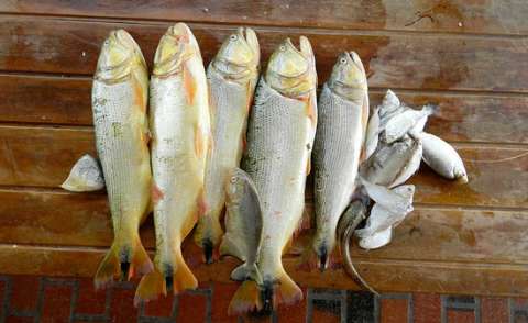 Sem cheias no Pantanal, falta peixe e população importa pescado