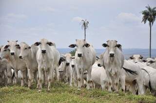 Apesar de queda de lucro na categoria pecuária, a produção de bovinos cresceu 1,5% em abril e foi a R$ 6,5 milhões (Foto: João Garrigó/Arquivo Campo Grande News)
