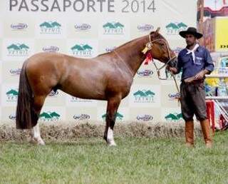 Cavalos, gados nelore e girolandos são julgados durante o evento (Foto: Via Livre)