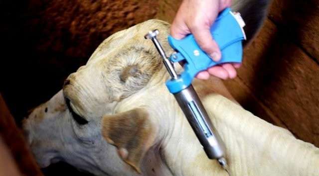 Meta &eacute; vacinar cerca de 8 milh&otilde;es de animais contra febre aftosa em MS