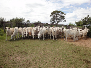Já foram localizadas 29 cabeças de gado que haviam sido roubadas, e as investigações devem continuar, pois ainda há mais denúncias.(Foto: Coxim Agora)