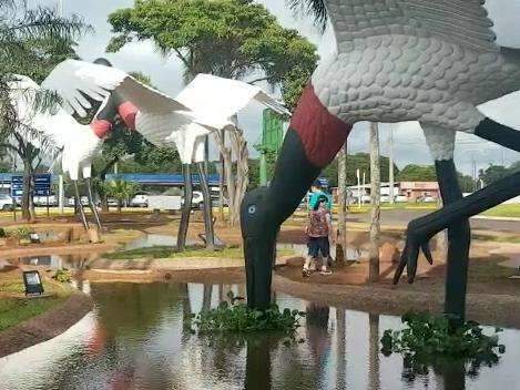 Quatro anos depois, tuiui&uacute;s do Aeroporto voltam &agrave; beleza original