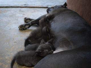 Tereza adotou quatro gatinhos como seus e, de tanto amor, passou a dar leite mesmo sem estar prenha. (Foto: Thaís Pimenta)