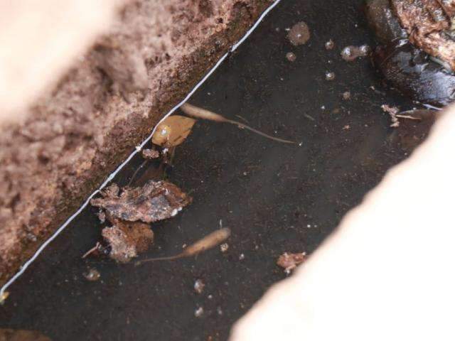 Bueiros entupidos juntam &aacute;gua &lsquo;podre&rsquo; com larvas no Cidade Morena