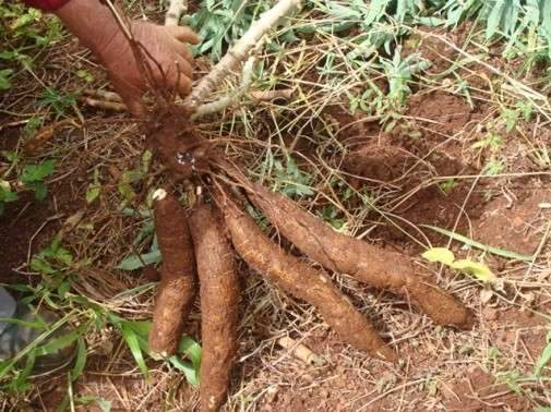 Programa oferece desconto em financiamento para agricultor familiar